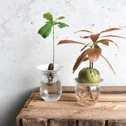 Hot Coffret de germination DIY Et Activités Créatives|Plantes