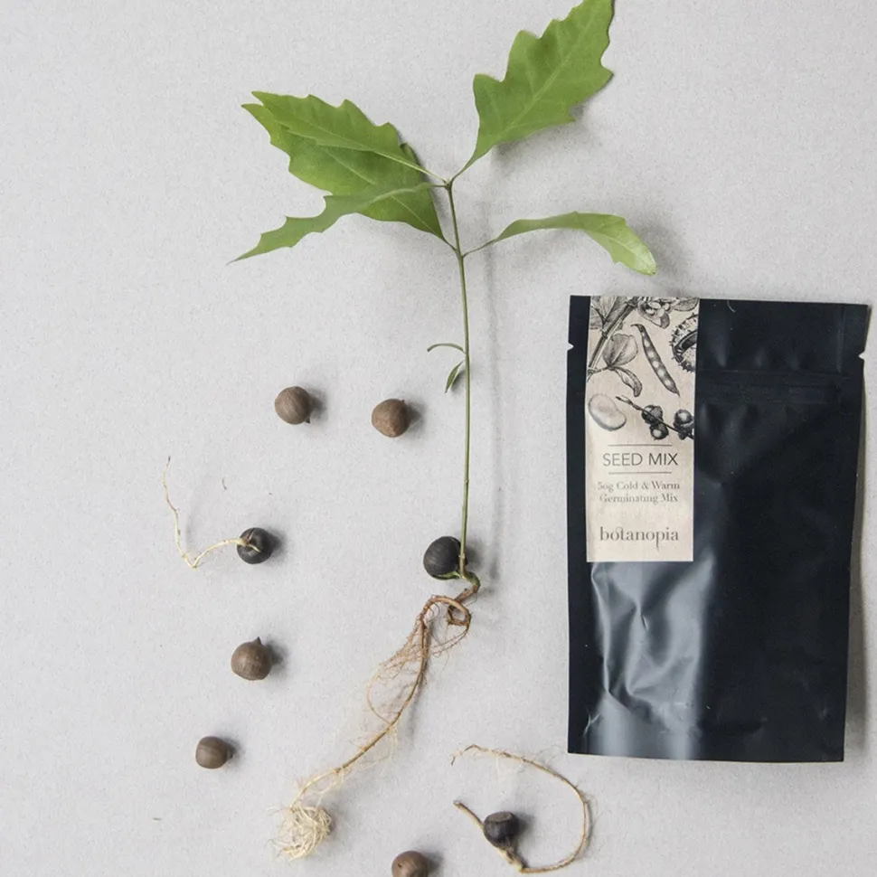 Hot Coffret de germination DIY Et Activités Créatives|Plantes