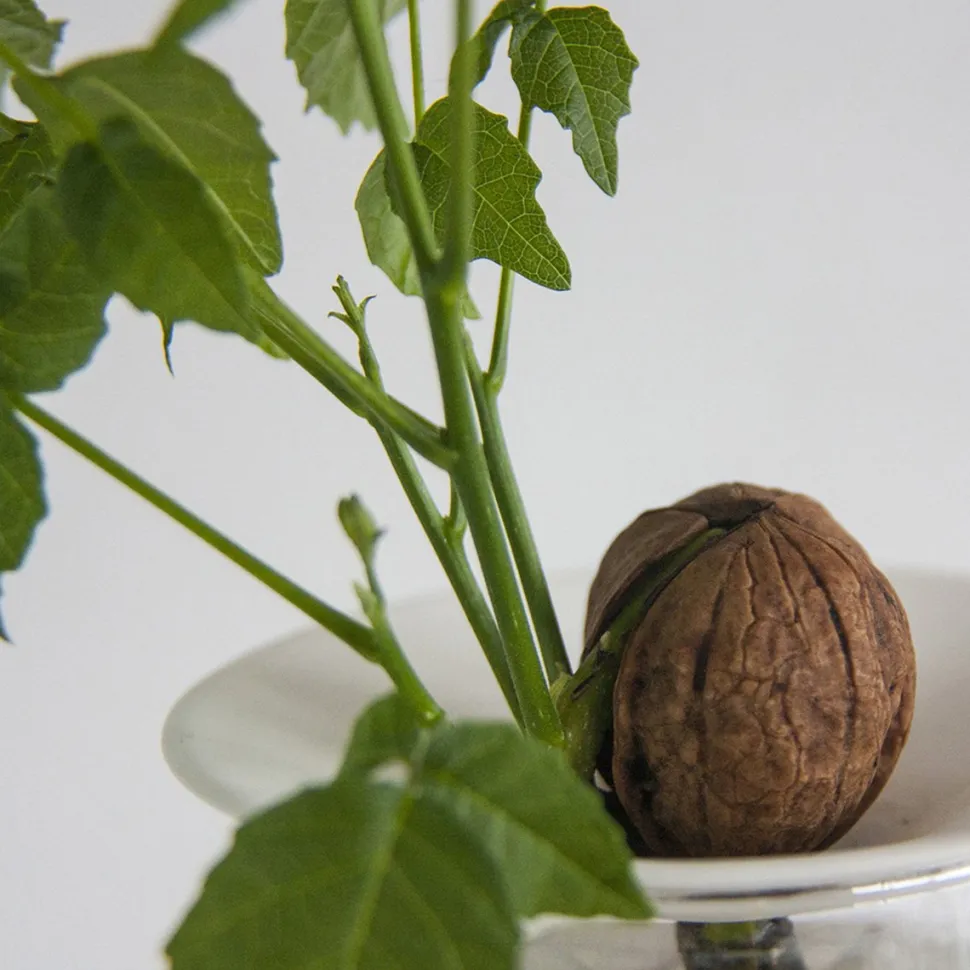 Hot Coffret de germination DIY Et Activités Créatives|Plantes