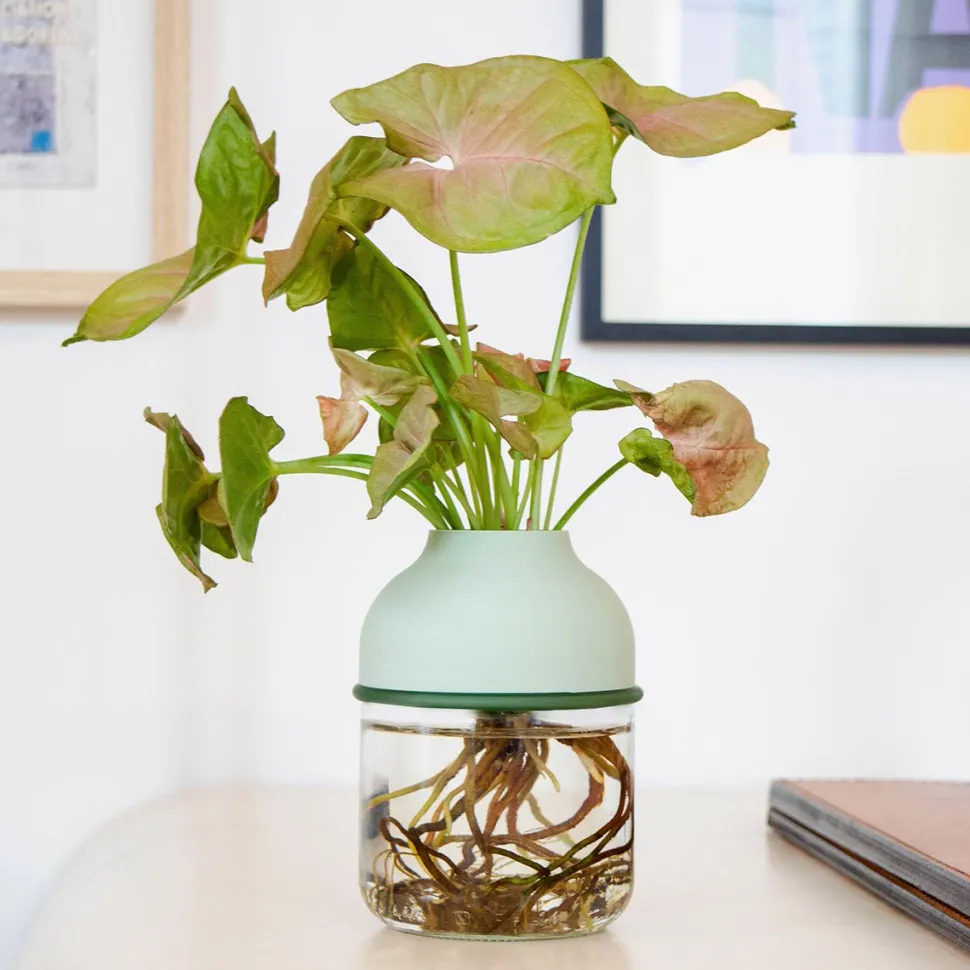 Best Sale Plante avec vase autonome Plantes