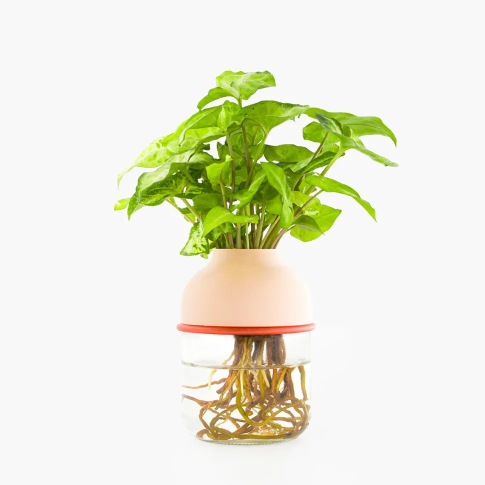 Best Sale Plante avec vase autonome Plantes