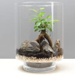Discount Un terrarium à composer soi-même DIY Et Activités Créatives|Plantes
